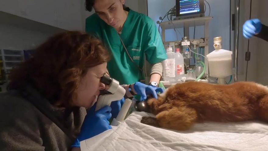 BIOPARC Valencia y la CEU UCH realizan con éxito una cirugía a un lémur