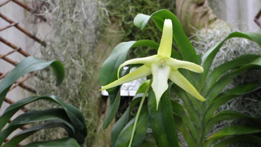 Florece por primera vez una Orquídea de Darwin en Canarias