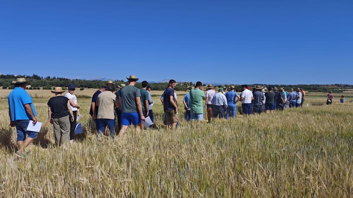 FOTOS | El campo experimental de cereales y forrajes en Maria, en imágenes