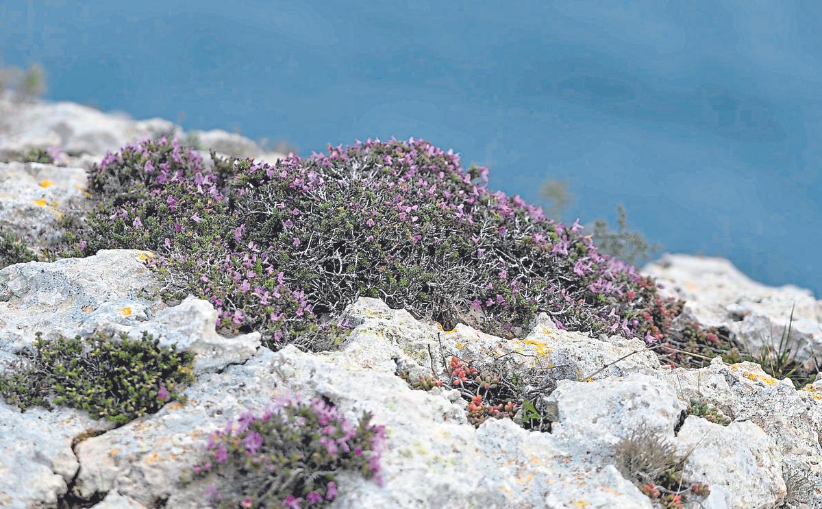 Micromeria inodora fotografiada en los acantilados de La Mola.