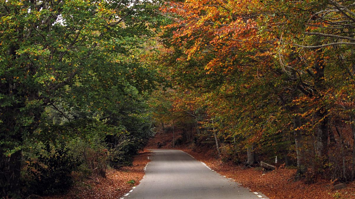 Bosque en el Montseny