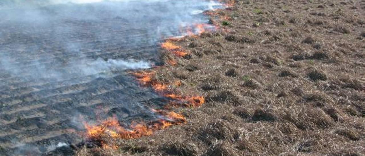 Valencia y 17 municipios de l&#039;Horta quemarán 389,2 hectáreas de paja de la chufa