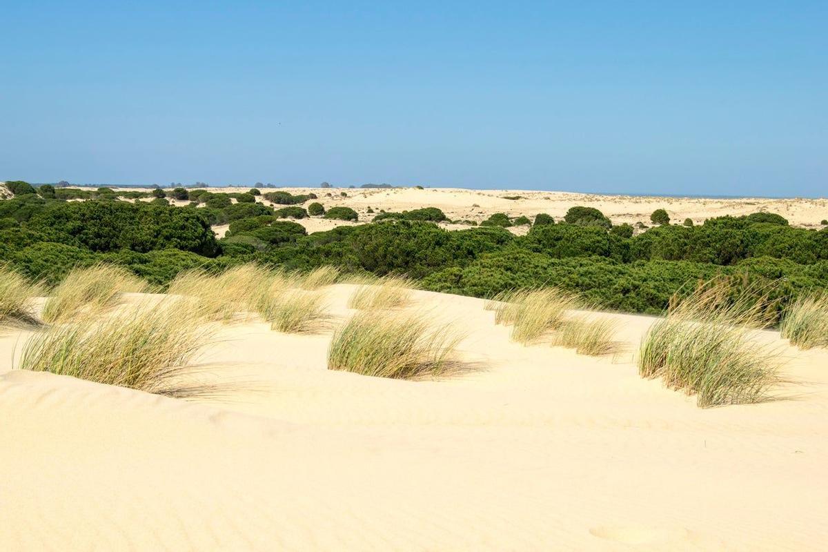 Doñana, sequia