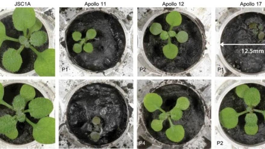 Plantas cultivas en tierra lunar