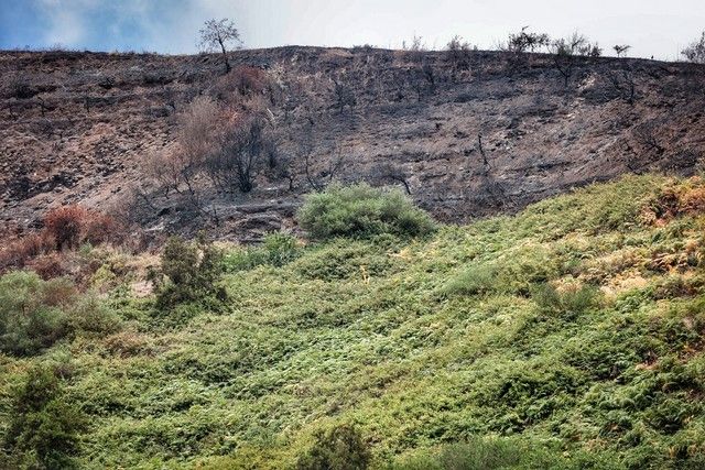 Zonas arrasadas por el incendio en el Norte de Tenerife