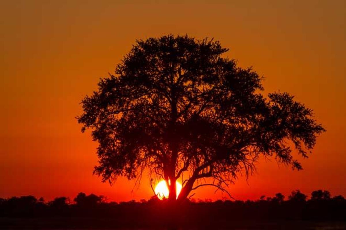 Acacia en el Parque Nacional Chobe, en Botswana.