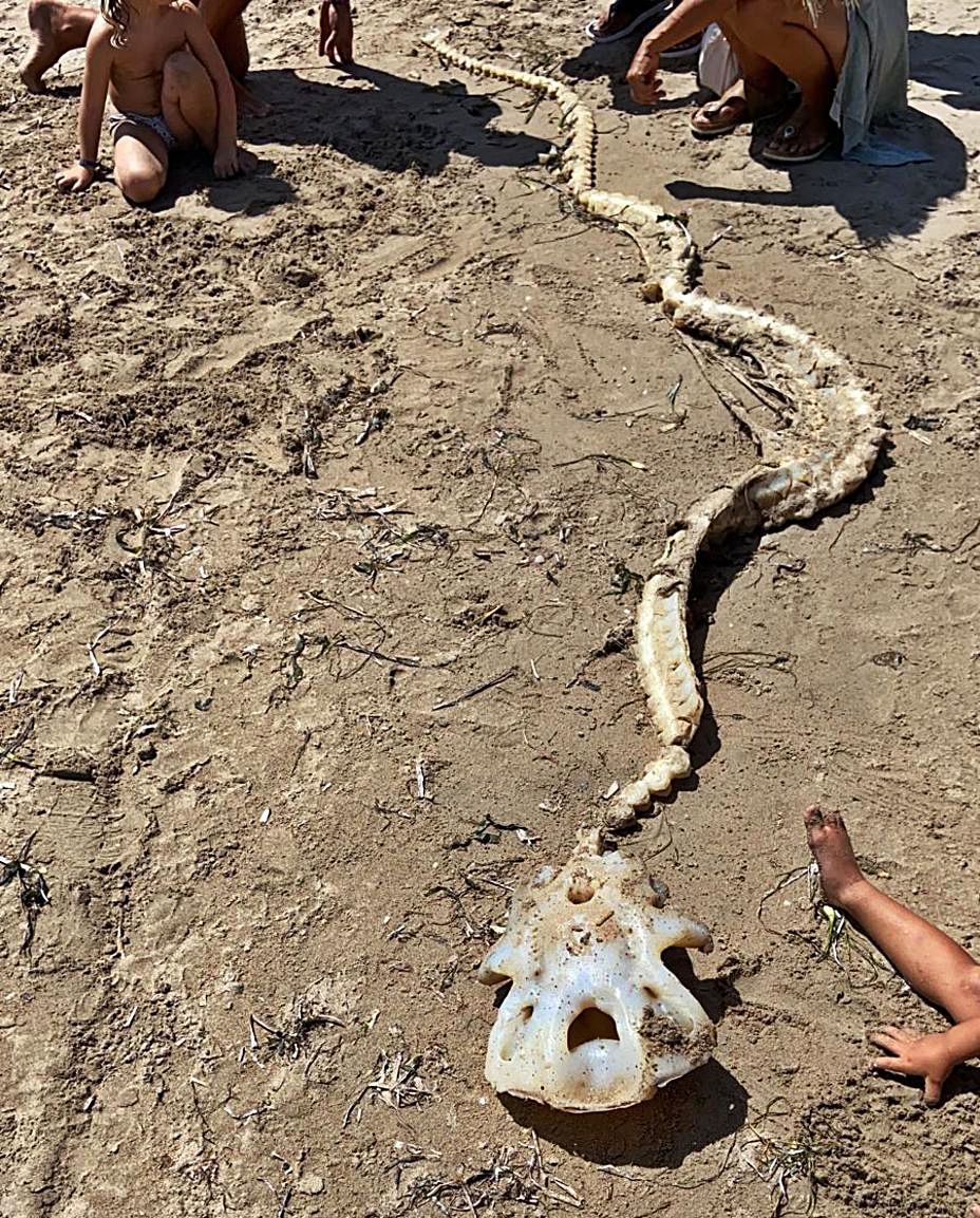 Los restos óseos aparecidos en la playa de La Marina