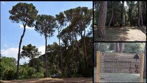 Pinos de la pineda de Can Ferrer del Coll, en Piera.