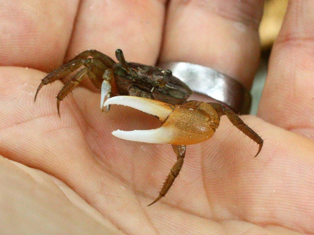 El cangrejo violinista come y degrada plástico