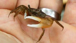 El cangrejo violinista come y degrada plástico