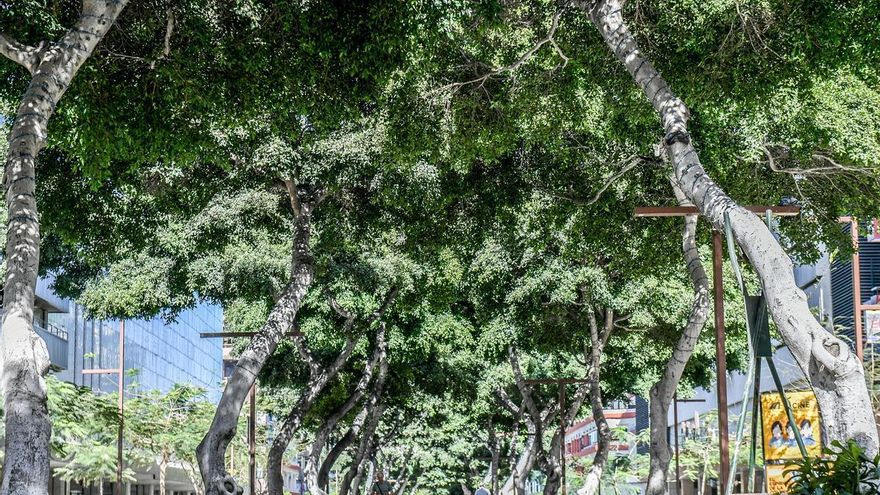 Los municipios canarios consideran &quot;innecesaria&quot; la ley de protección del arbolado urbano