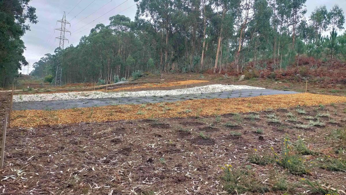 Una de las franjas tratadas