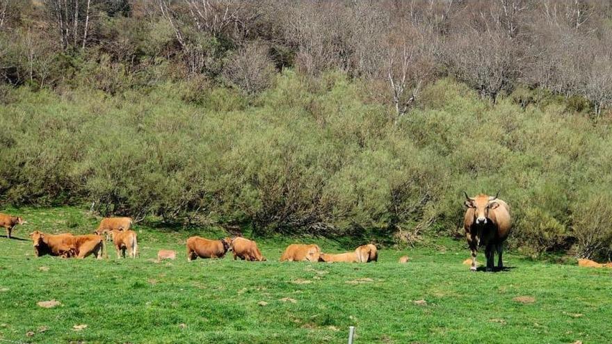 ¿Por qué la ganadería de montaña es un aliado para conservar la biodiversidad? Los expertos lo explican este miércoles en Cangas