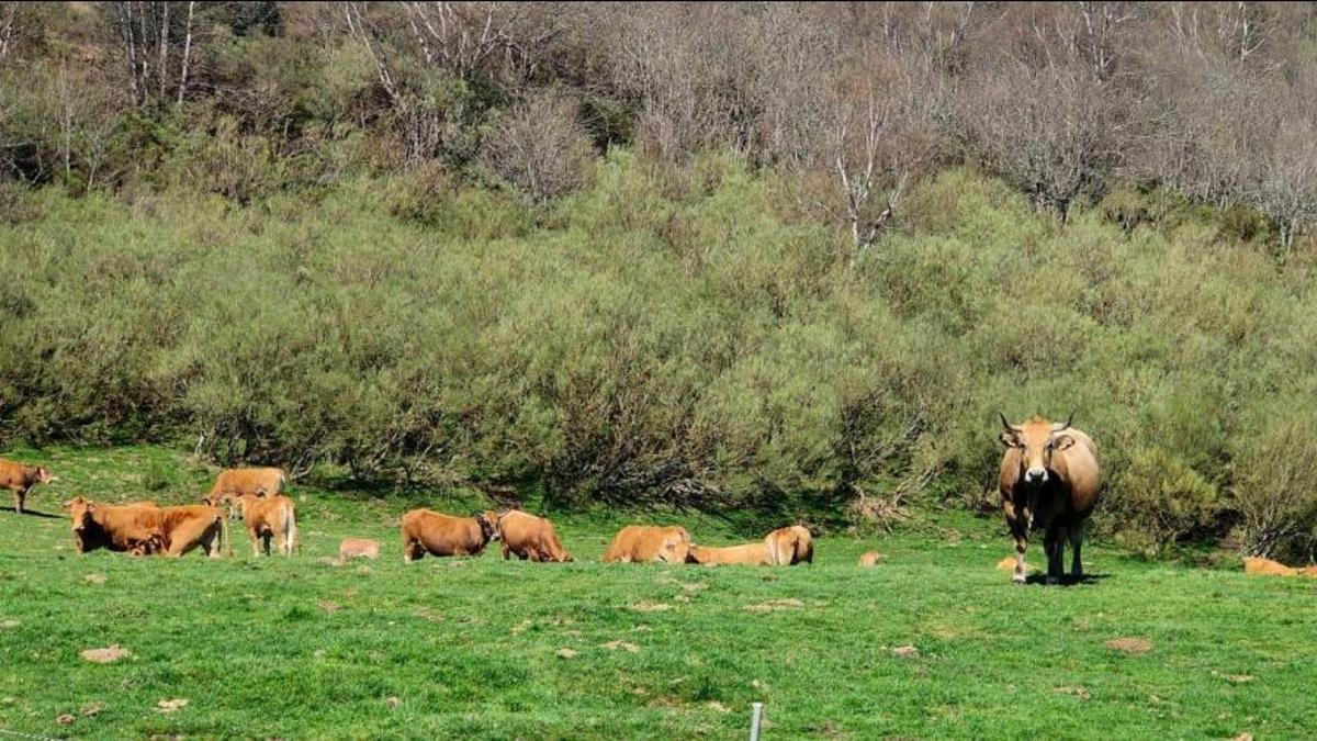 Una ganadería en pastos de montaña.