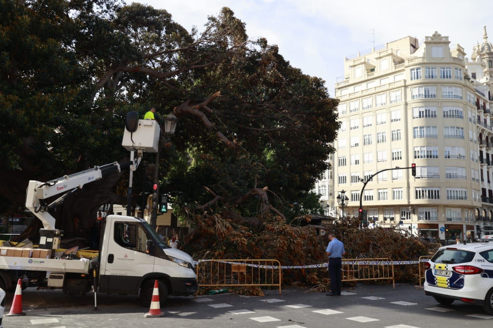 Se desploma parte de uno de los ficus centenarios del Parterre