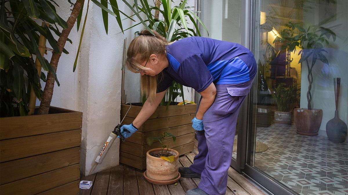 Este año hay mas cucarachas que en los últimos años. Una empresa de eliminación de plagas desinfecta una casa con cucarachas, en la foto pone gel con veneno .