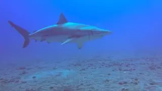 Lourdes Domínguez, tras fotografiar a un escualo de más de tres metros en Telde: «Estar junto a un tiburón tan imponente impresiona»