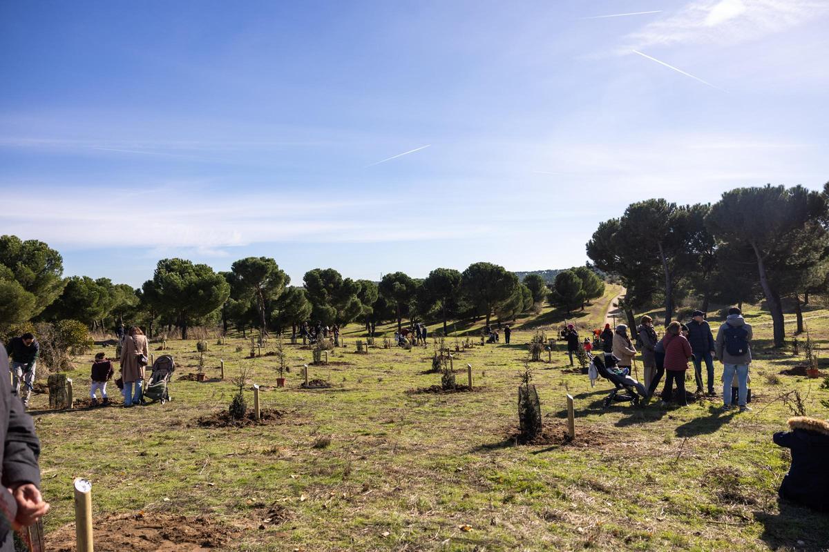 'Apadrina un árbol', Pozuelo
