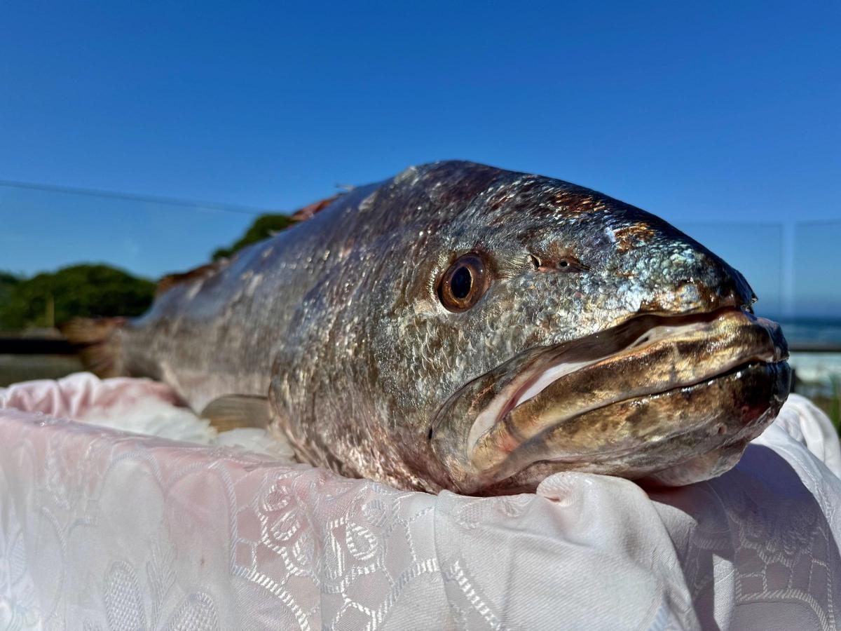 Una corvina salvaje de más de 30 kilos, en el restaurante Porto dos Barcos, en Viladesuso.