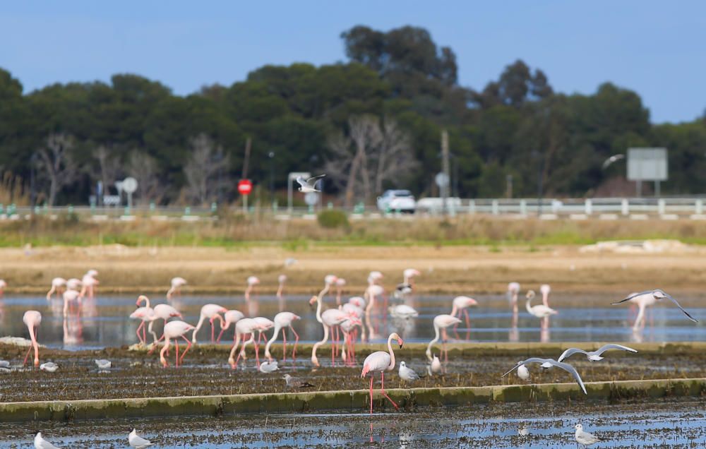 Los flamencos invaden l'Albufera