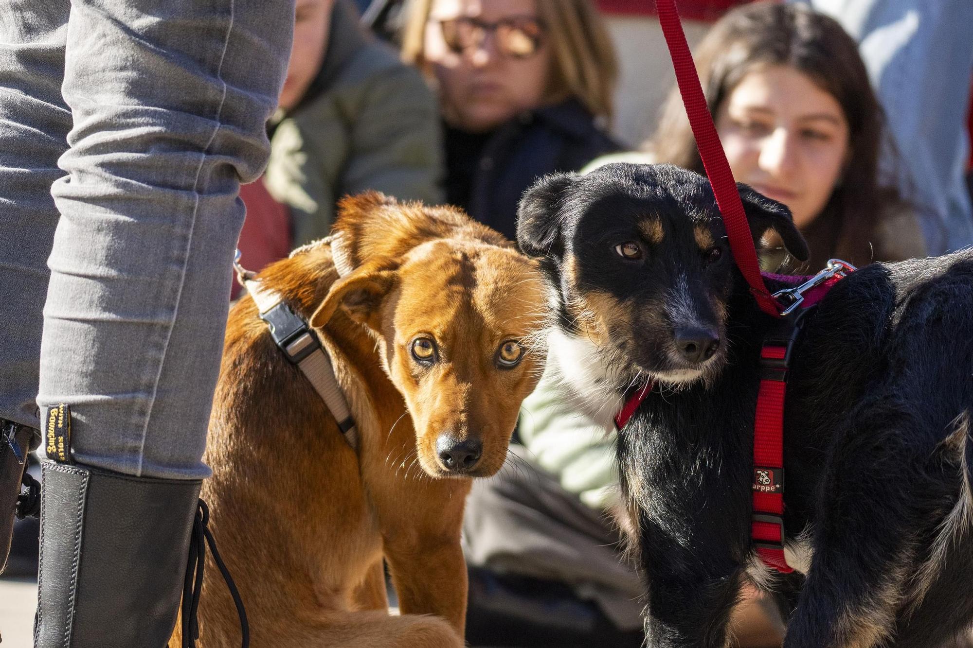14 perros encuentran un hogar en el 23º Desfile AUPA-BIOPARC