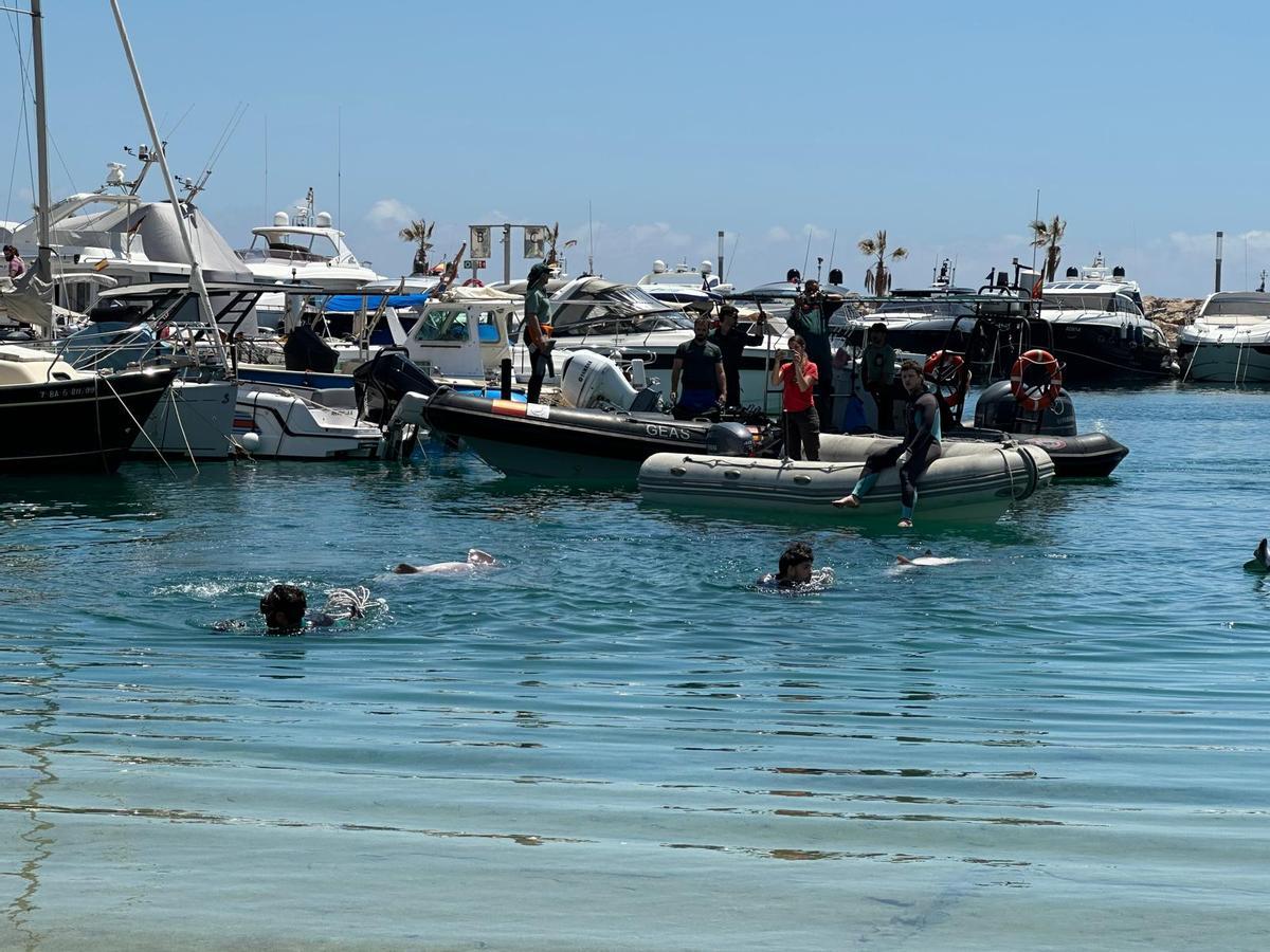 Encuentran dos tiburones muertos frente a la costa de Cala Nova, en la bahía de Palma