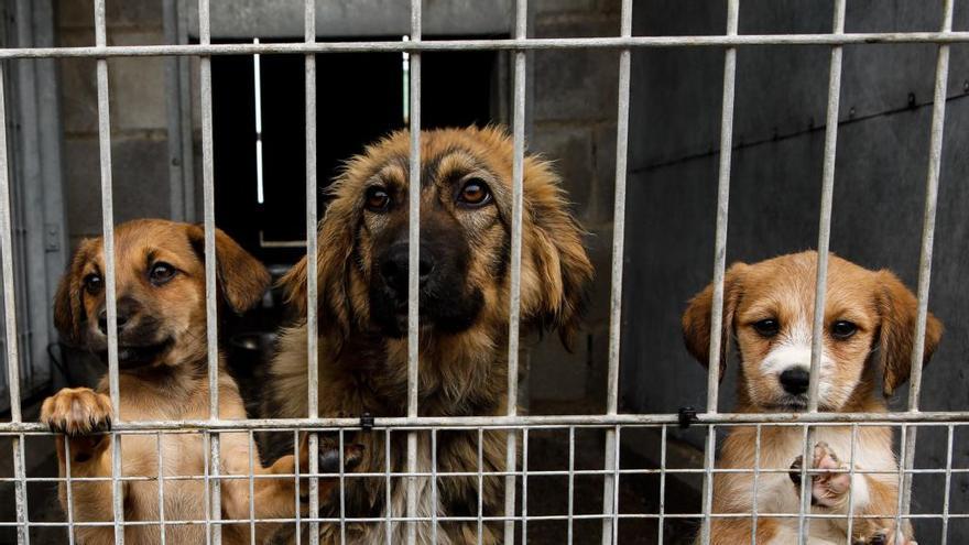 Perros en el albergue de Serín