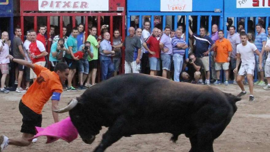 Los ‘bous’ atraen cada año a 18,3 millones de personas en Castellón
