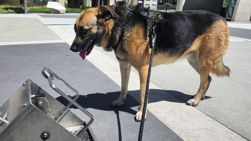 La ola de calor golpea a los animales