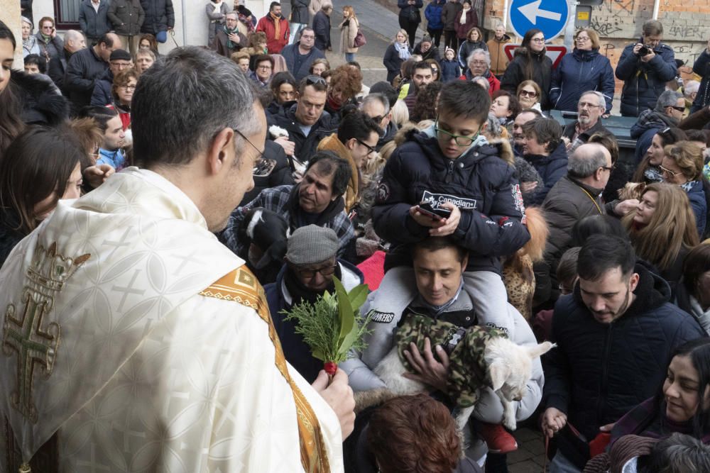 Bendición de animales de San Antón