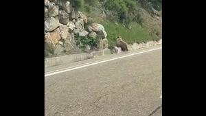 Un ejemplar de oso cruza la carretera del Port de la Bonaigua. 