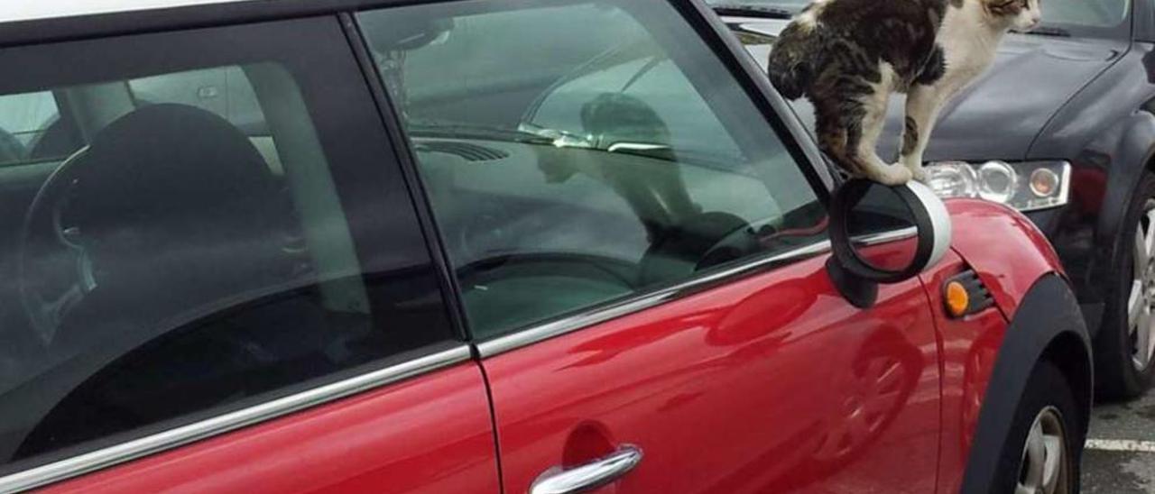 Un gato callejero jugando sobre un coche, delante de la Casa do Mar de Bueu. // FDV