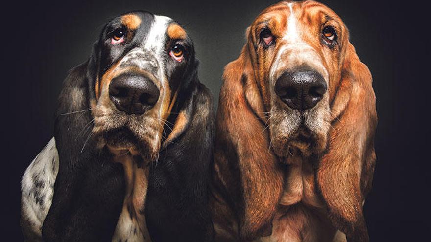 Die Models, zwei gutmütige Basset Hounds.