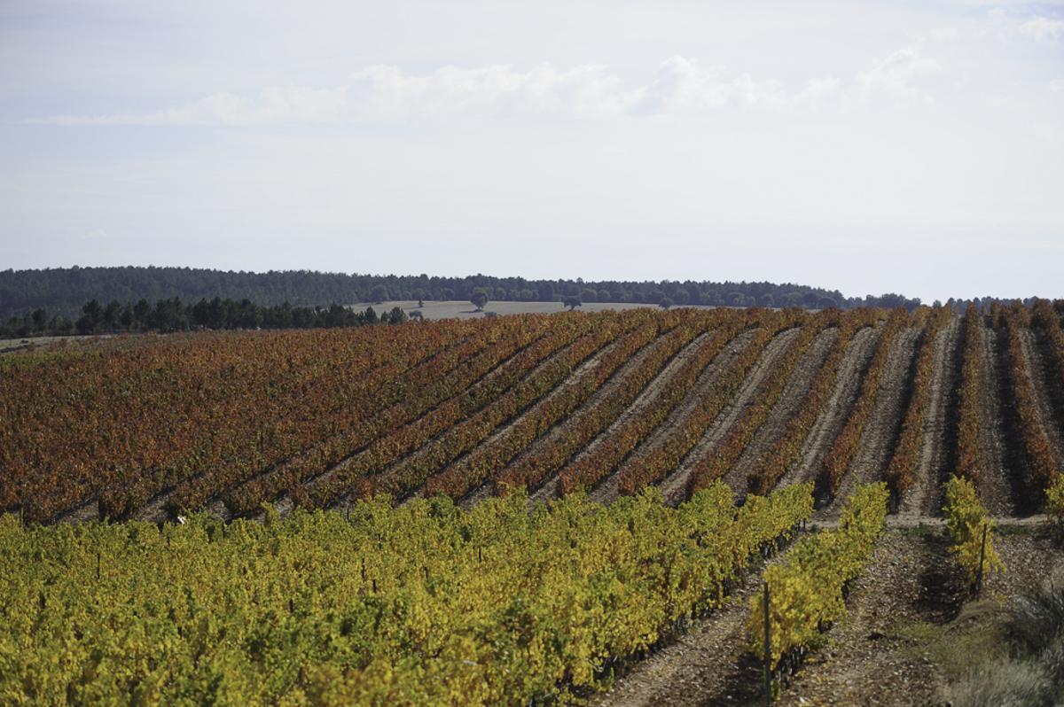Finca Río 2016 nace en un viñedo ubicado en los altos de Guadalajara, a casi 1.000 metros de altura.