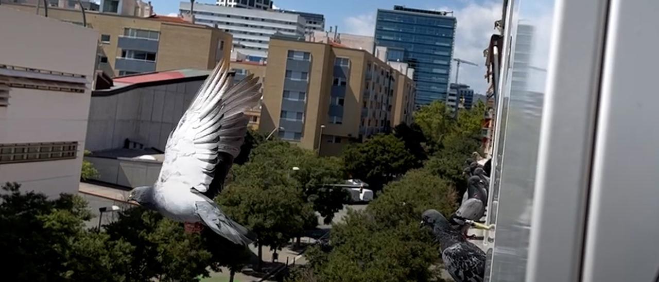 Palomas invaden pisos en Barcelona