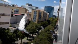 Palomas invaden pisos en Barcelona