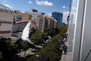 Palomas invaden pisos en Barcelona