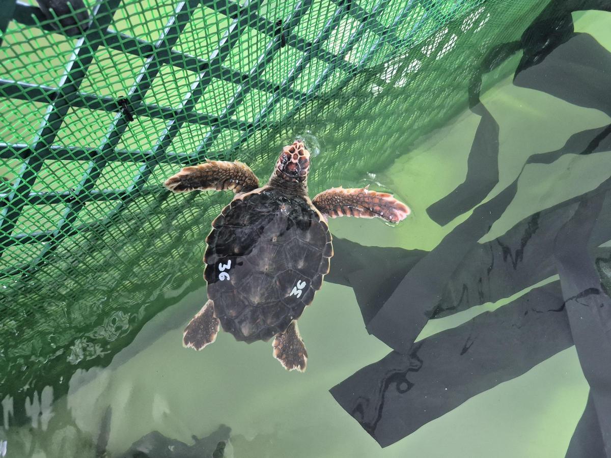 Una de las tortugas bobas, nadando en el Acuario.