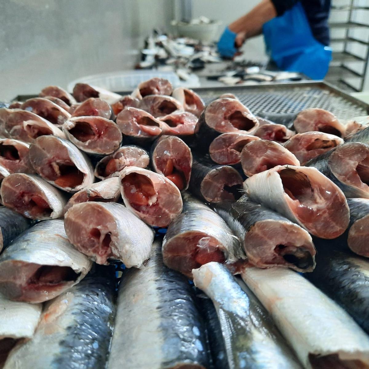 Trabajos de corte y selección de pescado en una conservera de Portugal.