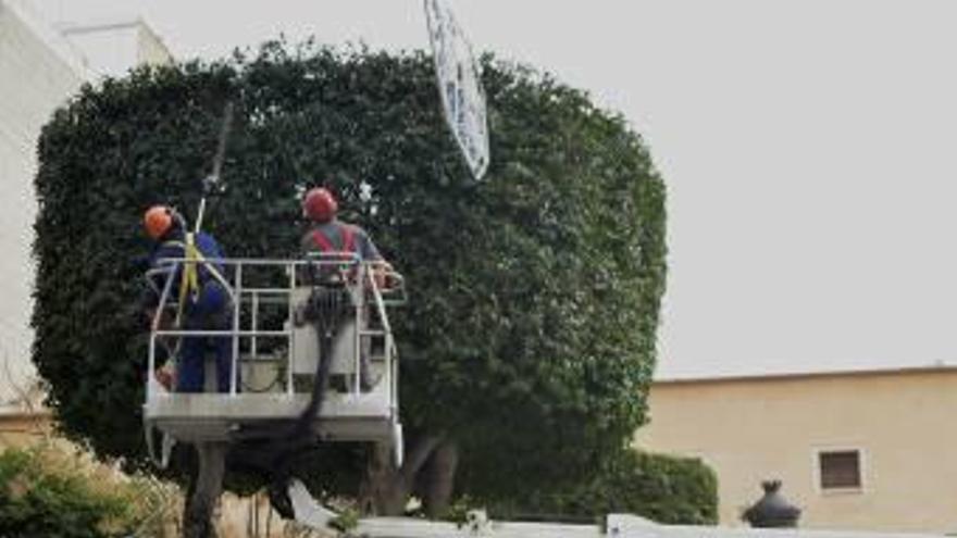 Trabajadores de Parques y Jardines.