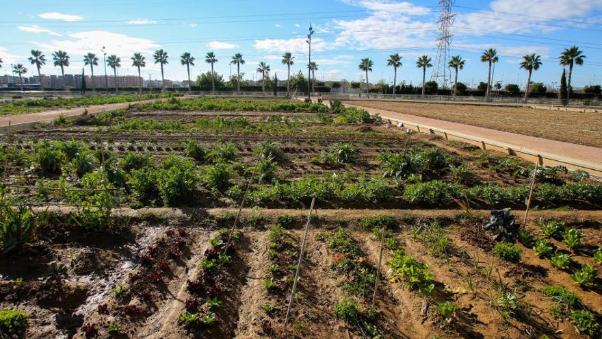 El Jurídic Consultiu pide garantías para expropiar suelo en la ley de l´Horta