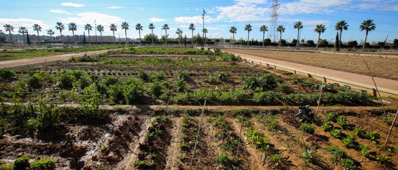 El Jurídic Consultiu pide garantías para expropiar suelo en la ley de l´Horta