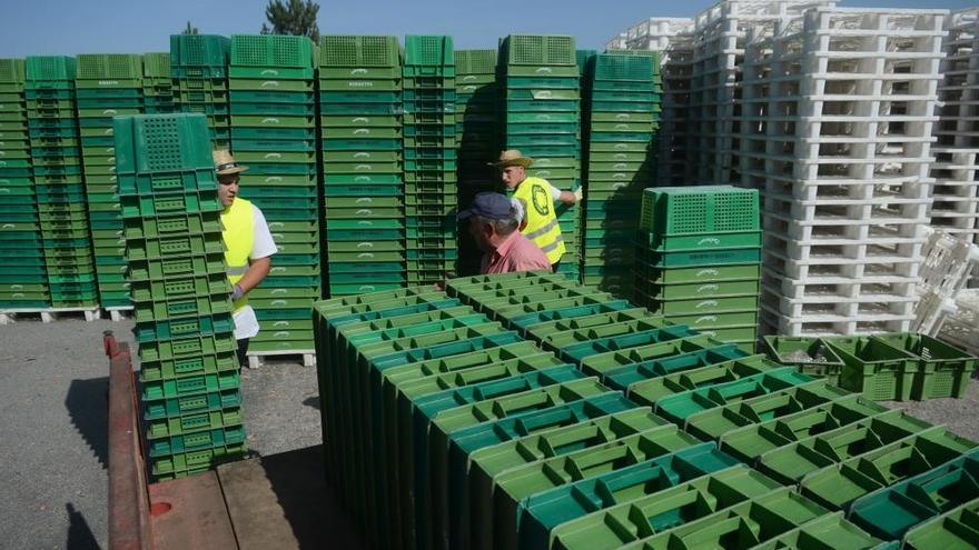 Las grandes bodegas tiran del carro en la vendimia Rías Baixas