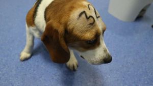 El jutge rebutja paralitzar l’experiment en què se sacrificaran 32 cadells de beagle