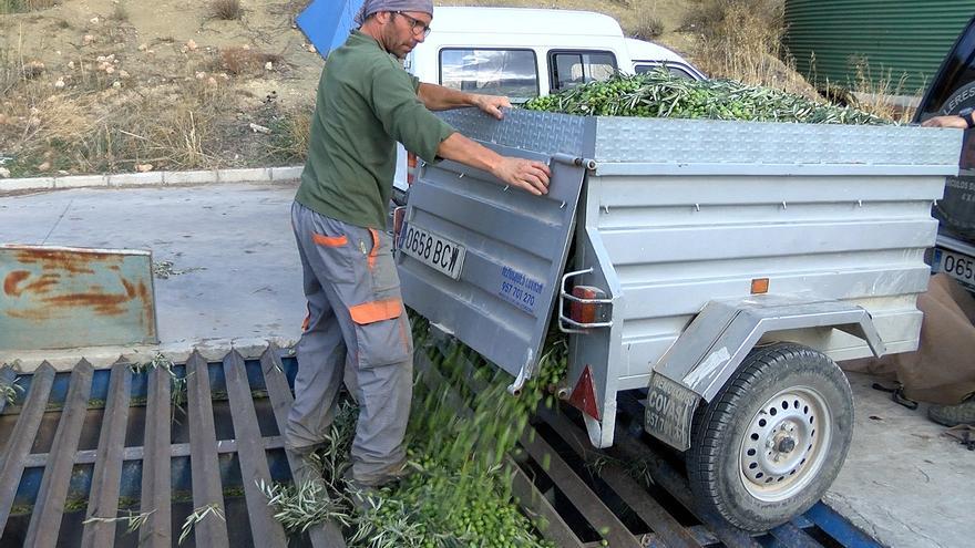 La guía ‘Iber Oleum’ incluye diez aceites de la Subbética