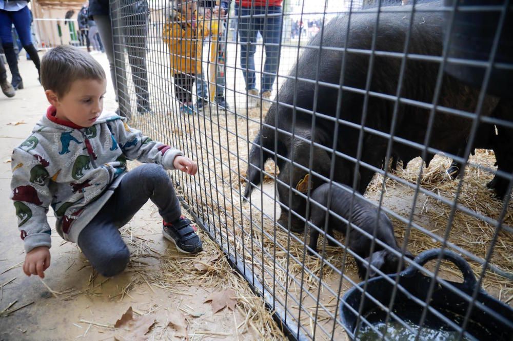 Regnerische Eindrücke von Mallorcas größtem Herbstmarkt