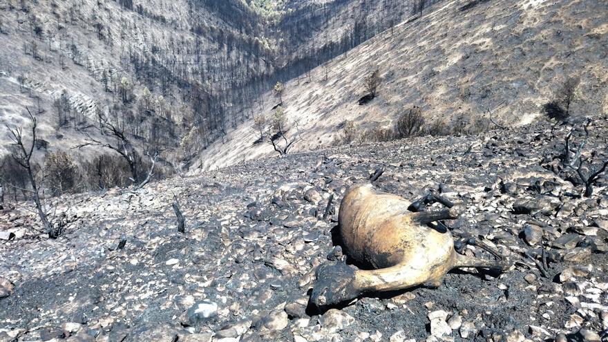 Cabras montesas muertas y desolación tras el incendio de la Vall d'Ebo