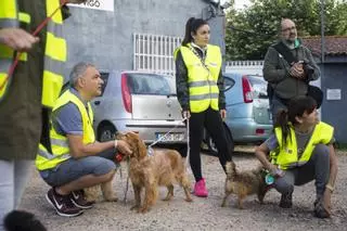 Vuelven los paseos solidarios con los perros de A Madroa
