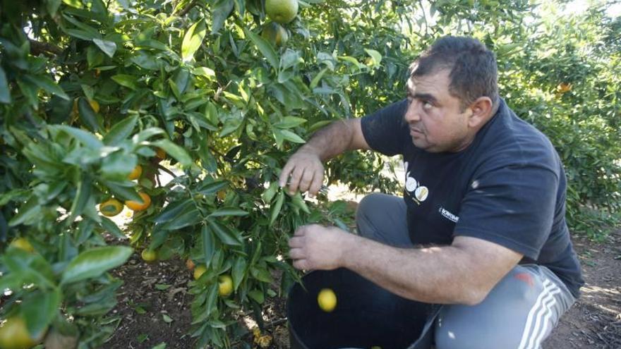 La Unió y AVA alertan de precios &quot;desalentadores&quot; en la campaña citrícola