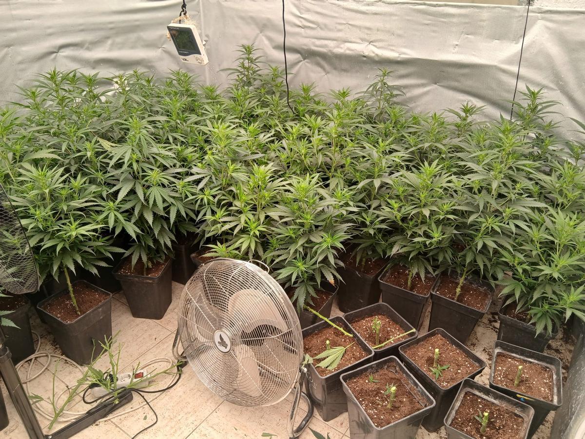 El cultiu de marihuana de Lloret de Mar.
